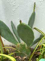 (ตัดสด) โอพันเทียสตริคต้า Opuntia Stricta กระบองเพชรกินใบกินผล