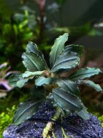 (ต้นไม้น้ำ) bucephalandra green wavy sp. Dwarf