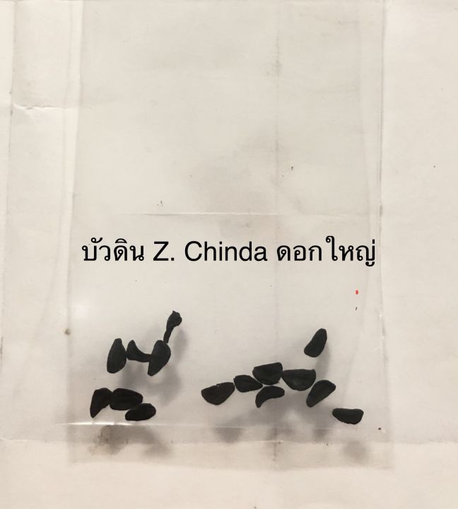 เมล็ดพันธุ์-บัวดิน-z-chinda-ดอกใหญ่