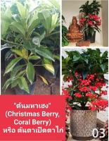 ต้นมหาเฮง (Christmas Berry, Coral Berry) หรือ ต้นตาเป็ดตาไก่ พันธุ์ไม้ขนาดกเล็กถึงกลางมีชื่อมงคล เหมาะกับการนำไปปลูกในบ้าน เพิ่มสีสันและความสดชื่นให้กับบรรยากาศภายในบ้าน