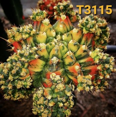 ไม้กราฟ แม่พันธุ์ T3115 แคคตัส ยิมโนด่าง cactus หัวใหญ่ ด่างสวย