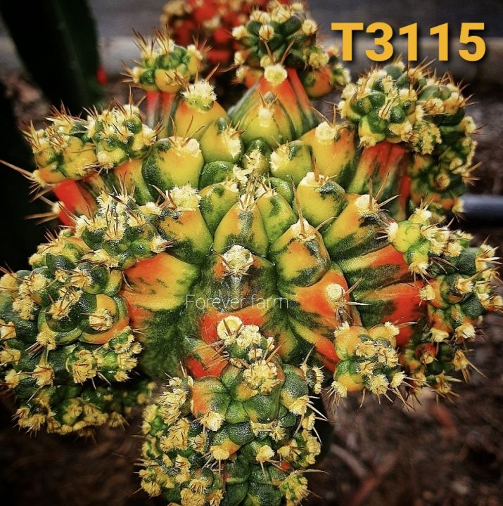 ไม้กราฟ-แม่พันธุ์-t3115-แคคตัส-ยิมโนด่าง-cactus-หัวใหญ่-ด่างสวย
