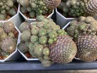 กระบองเพชร ต้นกระบองเพชร sulcorebutia แคคตัส cactus ไม้อวบน้ำ พืชทะเลทราย