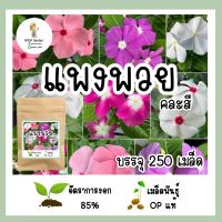 เมล็ดพันธุ์ แพงพวย คละสี Cayenne Jasmine บรรจุ 250 เมล็ด พันธุ์OPแท้ อัตราการงอกสูง