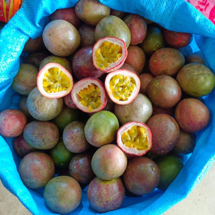 1-กก-เสาวรสพันธุ์ไทนุง-เก็บใหม่สดทุกวันจากสวนเชียงราย-passion-fruit-หวานอมเปรี้ยว