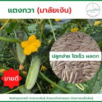 ?เมล็ดพันธุ์แตงกวามาลัยเงิน ?  (ชุดทดลองปลูก 100 เมล็ด) แตงกวาผลดก แตงกวาลูกผสม