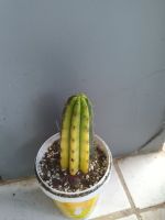 Trichocereus  Pachanoi Cactus ขนาด 4 นิ้ว