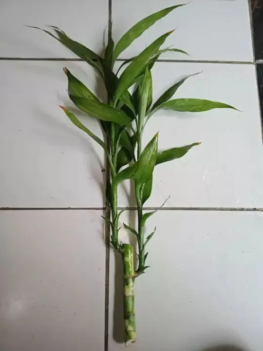 Bambu Hoki tunas Tanaman cantik Sri rezeki Lazada Indonesia