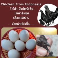 Ayam cemani Fertilized Eggs ไข่เชื้อไก่ดำอินโด ไข่ไก่ดำ ไก่ดำอินโด ลิ้นเทา/ดำ เลือดแท้ ? ไข่เชื้อ สำหรับการฟักในตู้ฟัก(ราคาต่อ 1ใบ)