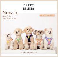 Puppy Gallery - Plus Alpha soft harness ฮาเนส เสื้อรัดอกสุนัข สไตล์เกาหลี สายรัดอกสุนัขสีทูโทน น่ารัก step in harness