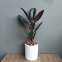 ? ต้นยางอินเดีย "ดำ" (Rubber Plant) (Size S) 15-20Cm.  พร้อมกระถางMinimal 4"นิ้ว+จานรอง+เม็ดPopper