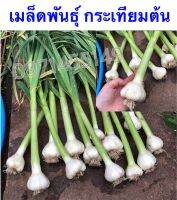 เมล็ด กะเทียมต้น (ใช้เมล็ดรุ่นต่อไป ปลูกต่อได้)150-200เมล็ด