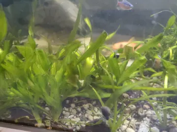 Cỏ nhật Blyxa japonica  Mỹ Đình Aquarium