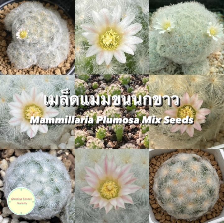 🌸 ซื้อ 2 แถม 1 (Buy 2 Get 1 Free) 🌸 เมล็ดแมมขนนกขาว Mammillaria Plumosa เมล็ดแคคตัส แคคตัส แมมมิลลาเรีย แมมขนนกขาว