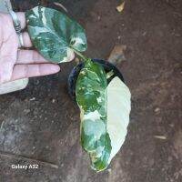 ต้นสวยๆ ไม้หน่อกระถาง 4 นิ้ว ? ต้นบอนกระดาด (ด่างยัก) หรือ Alocasia Macrorrhizos Variegated เป็นไม้ตระกูลบอน และจัดเป็นพืชล้มลุกที่มีความสูง โดยการประมาณการความสูงเฉลี่ยอาจถึง 2.5 เมตร ขึ้นอยู่กับสายพันธุ์ ขยายพันธุ์ด้วยเหง้า หรือหัวที่อยู่ใต้ดิน