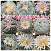 เมล็ด โลโฟโฟร่า เก็บผสม (Lophophora mix) 20 เมล็ด