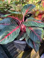 ต้นอำนาจเจริญ (สินค้าขายดี) อโกลนีมา Aglaonema sp. ‘Uanatcharoen’