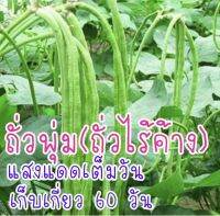 เมล็ดถั่วฝักยาวไร้ค้างเขียว80-100เมล็ดโปร3แถม1ปลูกง่ายการันตรีการงอก