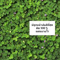 ส่งทันที!! หญ้าเกล็ดหอย 50 บาทได้ 70 กิ่ง ปลูกหน้าฝนสวยมาก  ไม่ต้องตัด นุ่มเท้า หญ้าสนาม