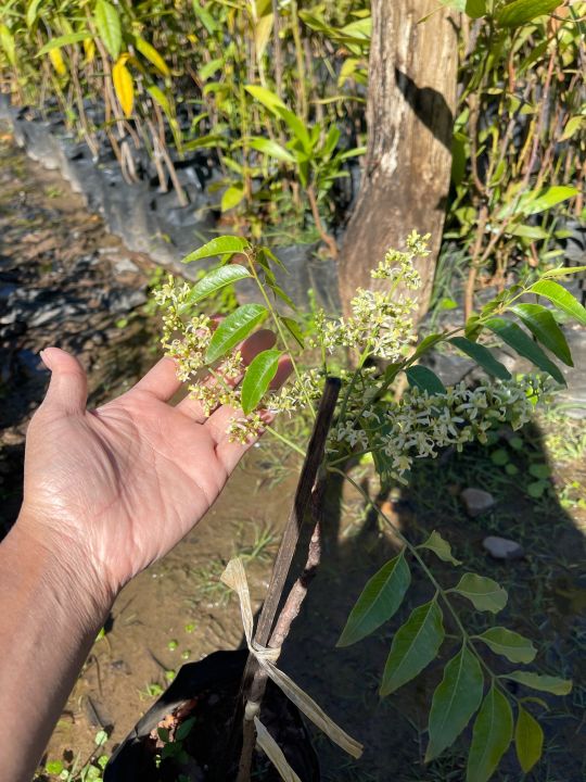 ต้นสะเดามัน-ขมน้อยปลูกกินดอกกินยอดอ่อนกับน้ำพริก-สูง40-50เซนฯ