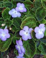 พรมญี่ปุ่น พรมกำมะหยี่ ? Episcia emerald velvet พรมญี่ปุ่นดอกสีม่วง