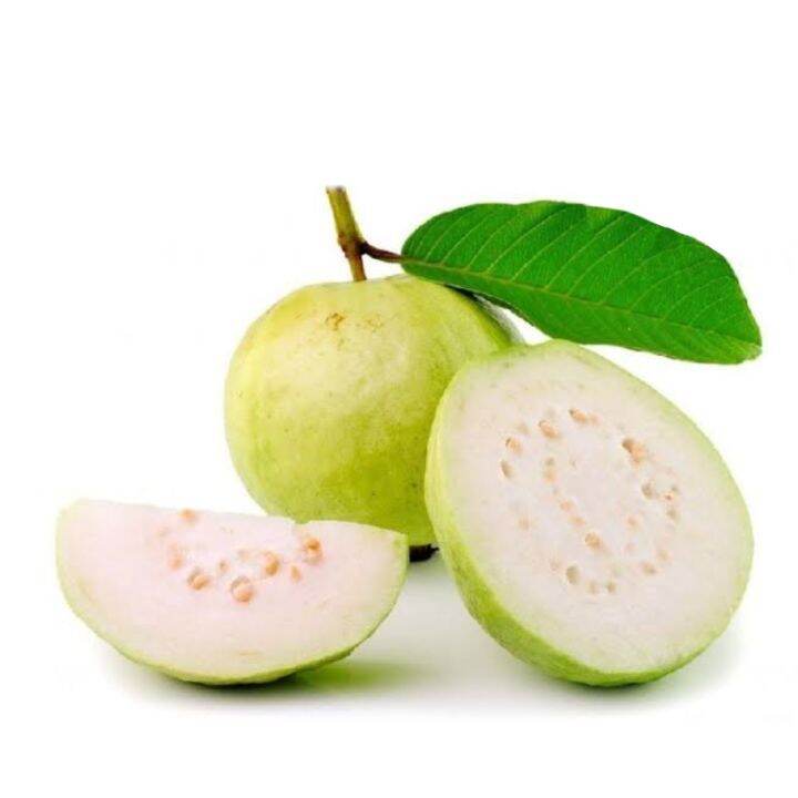 Guapple Seeds high germination | Lazada PH