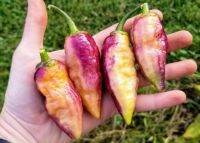 เมล็ดพันธุ์พริก 7 พอท บับเบิ้ลกัม ดรีม (7 Pot Bubblegum Dream Hot Pepper Seed) บรรจุ 10 เมล็ด ของแท้ คุณภาพดี ราคาถูก นำเข้าจากต่างประเทศ