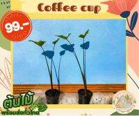 คอฟฟี่ คัพ ☕️Colocasia Coffee Cup? สั่งขั้นต่ำ 3 ต้นขึ้นไป คละชนิดได้จ้า