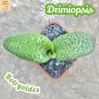 [ว่าน รวยไม่เลิก] Drimiopsis Botryoides ส่งพร้อมกระถาง แคคตัส Cactus Succulent Haworthia Euphorbia ไม้หายาก พืชอวบน้ำ ไม้หนาม ไม้ทะเลทราย กระบองเพชร