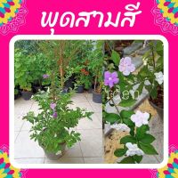 ต้นพุดสามสี #พุดสามสี ดอกพุดสีม่วง กระถาง 11”