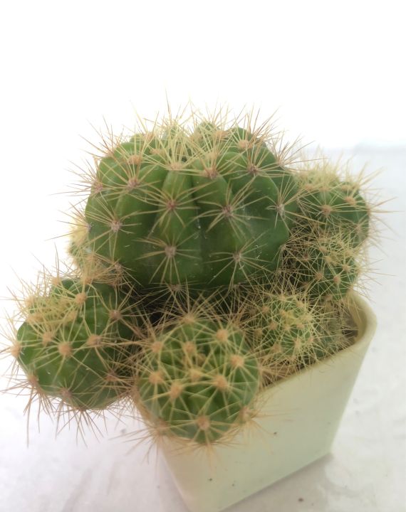 กระบองเพชร-แคคตัส-cactus-ดาวล้อมเดือน