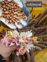 เมล็ดพันธุ์ กลัปพฤกษ์