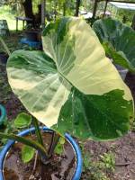 Colocasia Milky Way บอน มิกกี้ เวย์ ใบกลมหายาก บอนมีอนาคต น่าเก็บ รับประกันสายพันธ์ ชำรากแน่น แข็งแรง สวยมาก