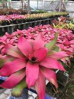 ชมพูสวยหวาน schoking pink #สับประรดสี# Bromeliad #ต้นไม้สวยงาม# ไม้ประดับ# ตกแต่งสวน# ปลูกตกแต่งบ้านหรือคอนโด# ไม้มงคล# ขายราคาถูก #ถอดรากส่งนะคะ