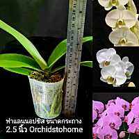 กล้วยไม้​ ฟาเเลน​นอปซิล​กระถางใส​ 2.5​ นิ้ว​ สแฟ็กนั่มมอส Phalaenopsis​ 2.5​ inch pot