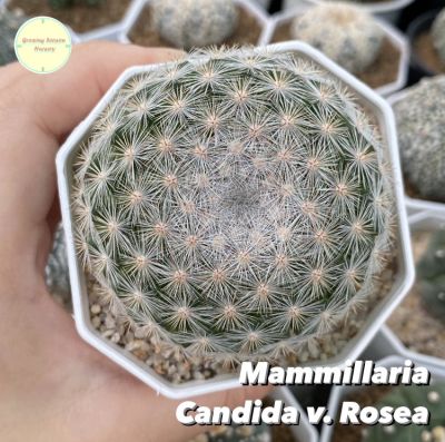 แมมแคนดิด้าโรเซ่ แมมมิลลาเรีย แคนดิด้า โรเซ่ (Mammillaria Candida v.Rosea) แคคตัส กระบองเพชร แมมมิลาเรีย แมม แคนดิด้า
