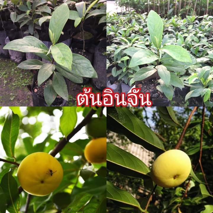 #ต้นอินจัน🌳 ไม้โบราณหายาก จ้าา
💋ต้นสูงประมาณ 30 ซม.
💋ลูกหอม หวาน ปนฝาดเล็กน้อย