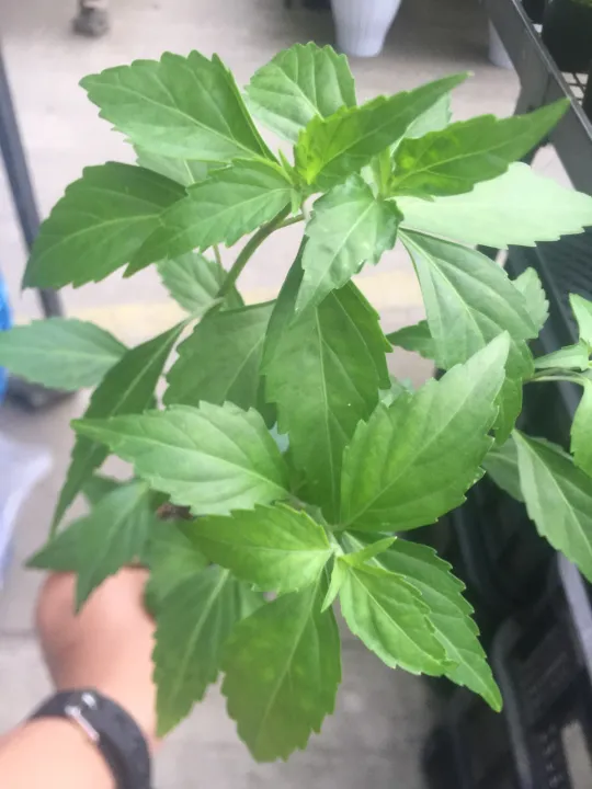 JAVA Tea/ Cat Whiskers(for kidney stones and gallbladder stones