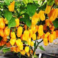 เมล็ดพันธุ์ พริก แคริบเบียน สีเหลือง ( Caribbean Yellow Pepper Seed ) บรรจุ 5 เมล็ด เผ็ดน้อย