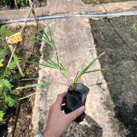 ปาล์มเคราฤาษี (Coccothrinax crinita) ? ถุงขนาด 2 นิ้ว สูง 10-15 ซม. ต้นโตจะมีเคราสวยงาม เหมาะปลูกประดับสวน