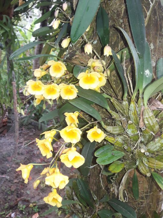 กล้วยไม้เอื้องผึ้ง-ดอกมีสีเหลืองสด-สวยงาม-ส่งต้นเล็ก
