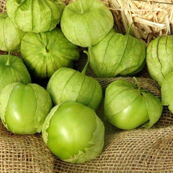 เมล็ดพันธุ์-โทมาทิลโล่-สีเขียว-green-tomatillo-seed-บรรจุ20เมล็ด
