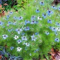 เมล็ดพันธุ์ ดอก รักในสายหมอก (Blue Love in a mist Seed) บรรจุ 30 เมล็ด คุณภาพดี ราคาถูก ของแท้ 100%