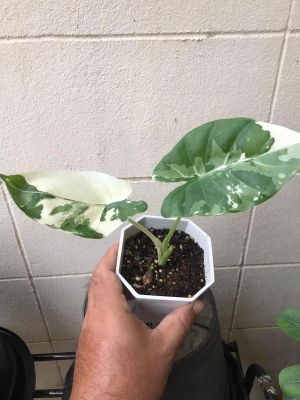 🇹🇭พร้อมส่ง ต้นใหญ่สวยๆ บอนกระดาดด่าง alocasia macrorrhizos variegated ลายด่างแท้ 100%