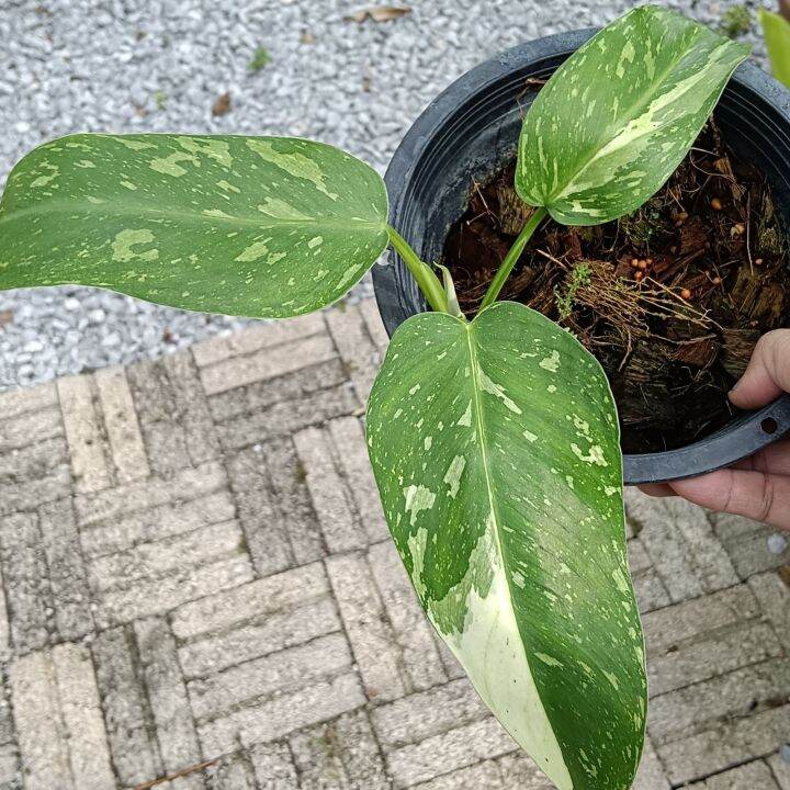 Exotic Plant - Philodendron Jose Bueno(Nice Variegation) | Lazada