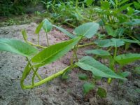 เมล็ดผักบุ้งจีนพื้นบ้าน(Chinese morning glory seeds)พันธุ์แท้ไม่ใช่พันธุ์ผสมหรือF1 ปลูกง่ายทนต่อโรคและแมลง(สามารถเก็บเมล็ดทำพันธุ์ต่อได้)