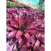 Neo Purple Star เต็มฟอร์มแล้ว #ต้นสับประรดสี#bromeliad# ต้นไม้สวยงาม# ไม้ประดับ# ตกแต่งสวน# ปลูกตกแต่งบ้าน# ไม้มงคล