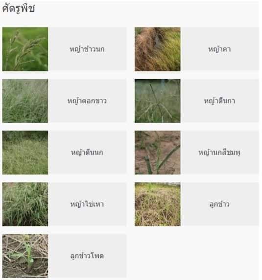 คลีโทดิม-สารกำจัดวัชพืชใบแคบ-เช่น-หญ้าดอกขาว-หญ้าตีนกา-และหญ้าตินติด-ปริมาณ-ขวดเล็ก-500-มิลลิลิตร-ขวดใหญ่-1000-มิลลิลิตร