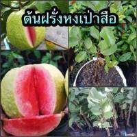 ต้นฝรั่งหงเป่าสือ ?โตเต็มที่3-5 เมตร เป็นฝรั่งสายพันธุ์ใหม่ เนื้อในไส้กลางสีแดง เมล็ดน้อย รสชาติเนื้อสุกหวานกรอบไม่แข็งต้นพร้มปลูก