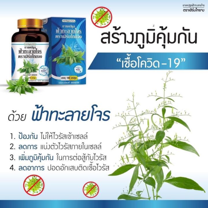 ฟ้าทะลายโจร-ซื้อติดบ้านไว้ก่อนจะเปิดประเทศ-สมุนไพรบรรเทาอาการไข้-แก้เจ็บคอ-ลดการติดเชื้อ-ร